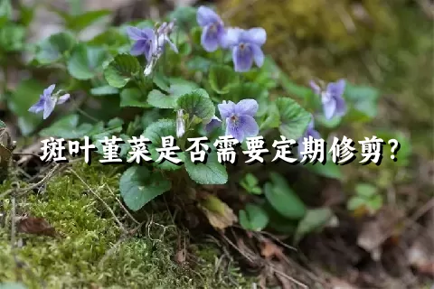 斑叶堇菜是否需要定期修剪？