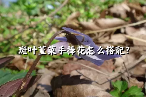 斑叶堇菜手捧花怎么搭配？