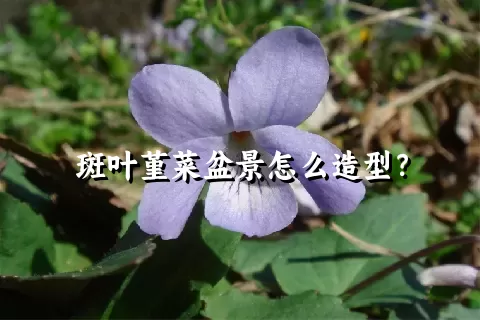 斑叶堇菜盆景怎么造型？