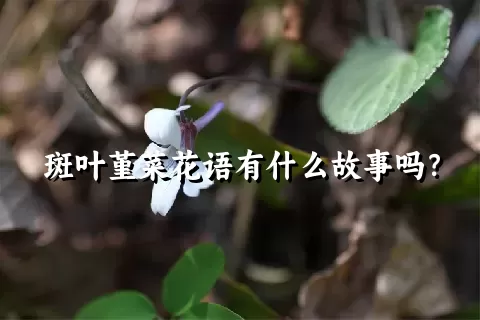 斑叶堇菜花语有什么故事吗？