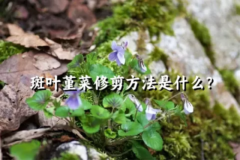 斑叶堇菜修剪方法是什么？