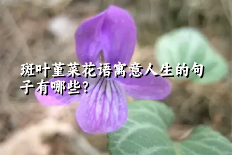 斑叶堇菜花语寓意人生的句子有哪些？