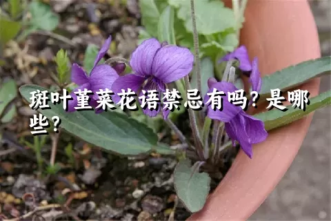 斑叶堇菜花语禁忌有吗？是哪些？