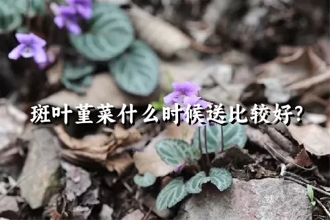 斑叶堇菜什么时候送比较好？