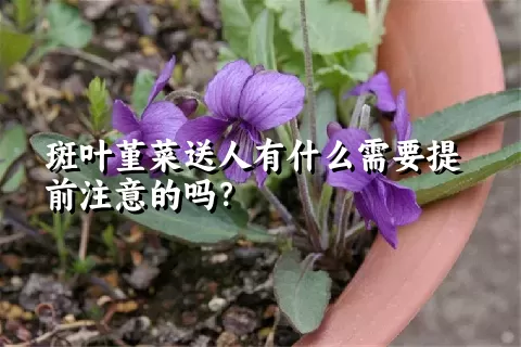 斑叶堇菜送人有什么需要提前注意的吗？