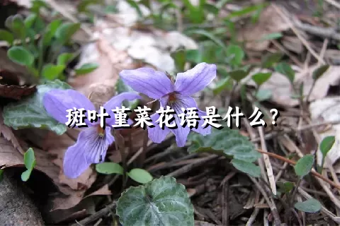 斑叶堇菜花语是什么？