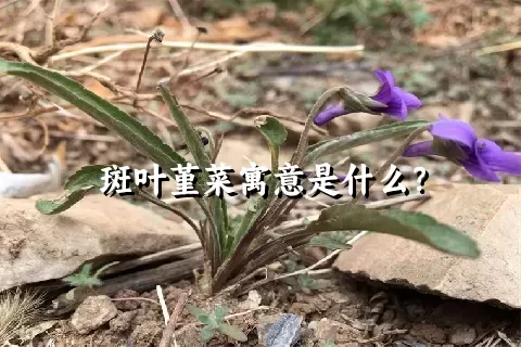 斑叶堇菜寓意是什么？