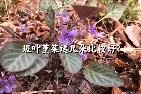 斑叶堇菜送几朵比较好？