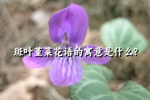 斑叶堇菜花语的寓意是什么？