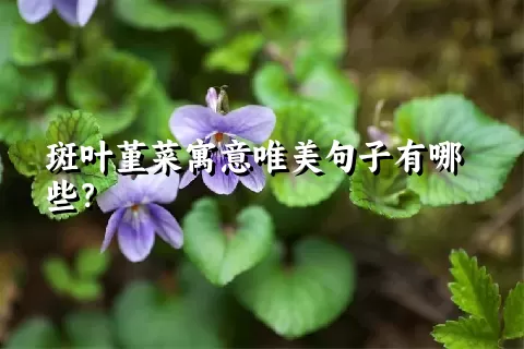 斑叶堇菜寓意唯美句子有哪些？