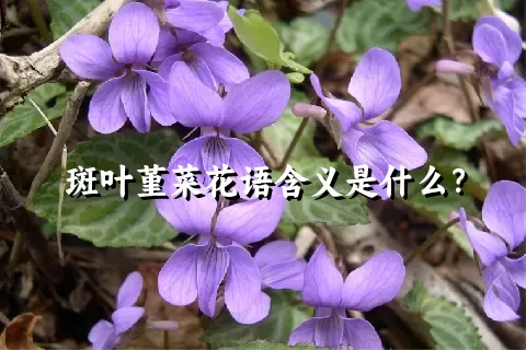 斑叶堇菜花语含义是什么？