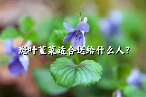 斑叶堇菜适合送给什么人？