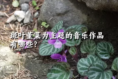 斑叶堇菜为主题的音乐作品有哪些？