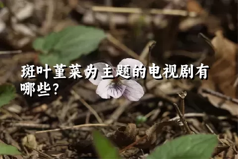 斑叶堇菜为主题的电视剧有哪些？