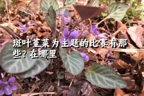 斑叶堇菜为主题的比赛有那些？在哪里