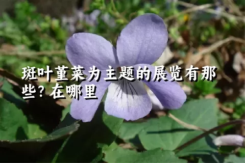 斑叶堇菜为主题的展览有那些？在哪里