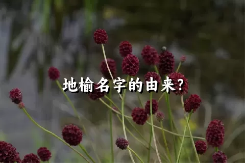 地榆名字的由来？