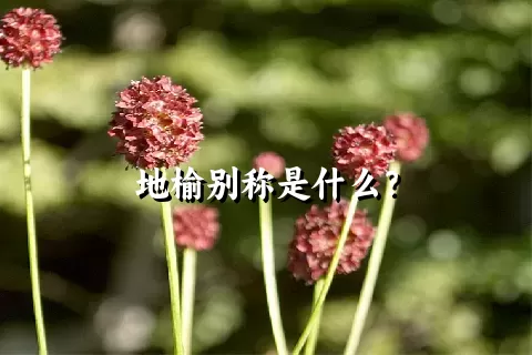 地榆别称是什么？