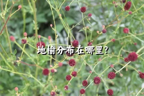 地榆分布在哪里?