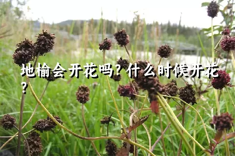 地榆会开花吗？什么时候开花？