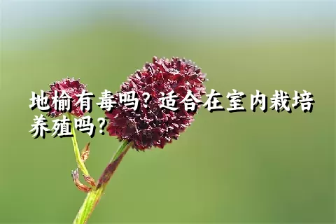 地榆有毒吗？适合在室内栽培养殖吗？