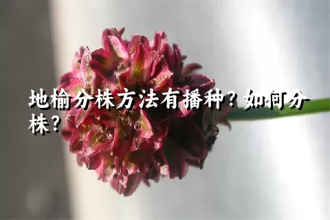 地榆分株方法有播种？如何分株？