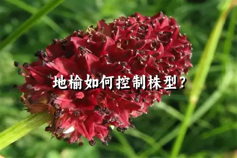 地榆如何控制株型？