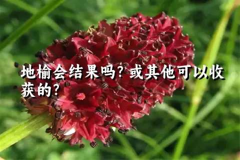 地榆会结果吗？或其他可以收获的？