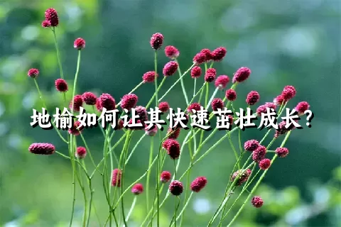 地榆如何让其快速茁壮成长？