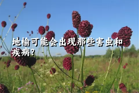 地榆可能会出现那些害虫和疾病？