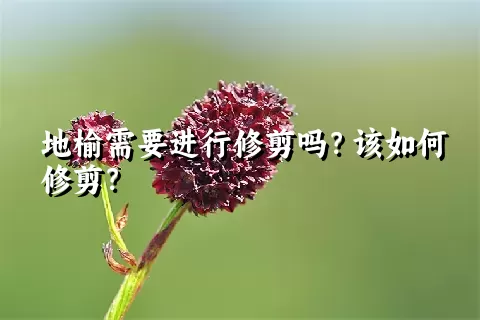 地榆需要进行修剪吗？该如何修剪？