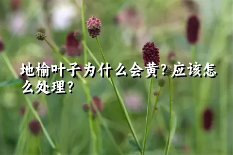 地榆叶子为什么会黄？应该怎么处理？