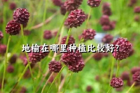 地榆在哪里种植比较好？