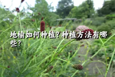 地榆如何种植？种植方法有哪些？