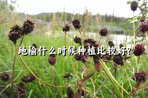 地榆什么时候种植比较好？