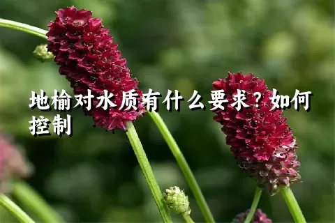 地榆对水质有什么要求？如何控制