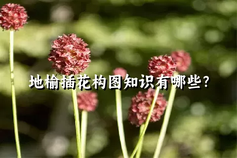 地榆插花构图知识有哪些？