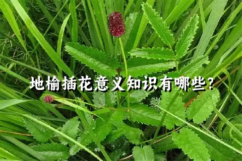 地榆插花意义知识有哪些？