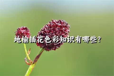 地榆插花色彩知识有哪些？