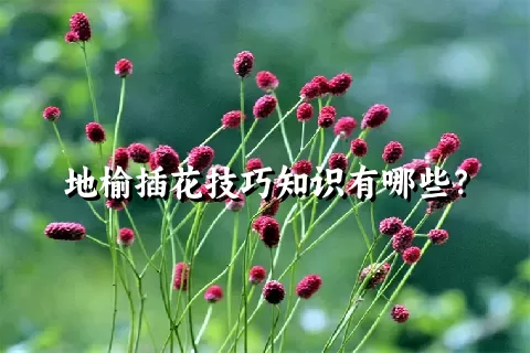 地榆插花技巧知识有哪些？