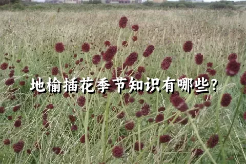 地榆插花季节知识有哪些？