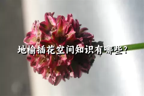 地榆插花空间知识有哪些？