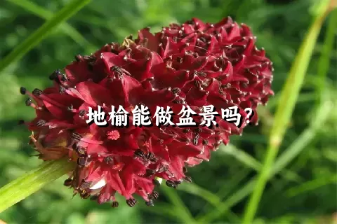 地榆能做盆景吗？