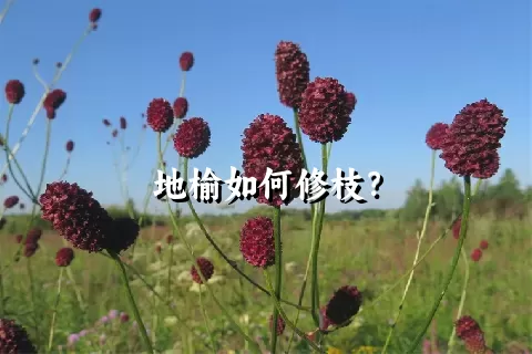 地榆如何修枝？