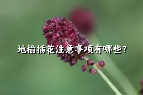 地榆插花注意事项有哪些？