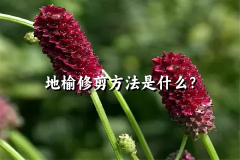 地榆修剪方法是什么？