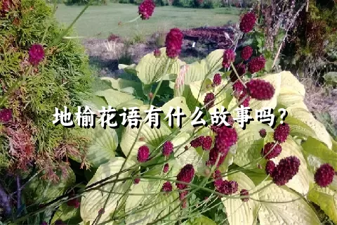 地榆花语有什么故事吗？