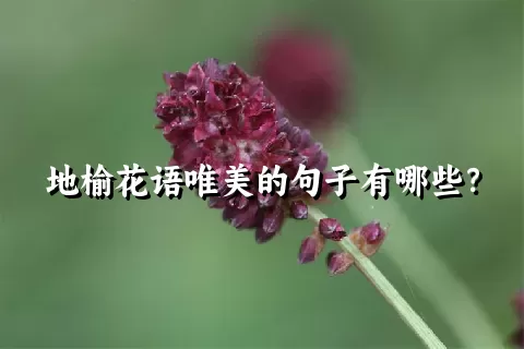 地榆花语唯美的句子有哪些？