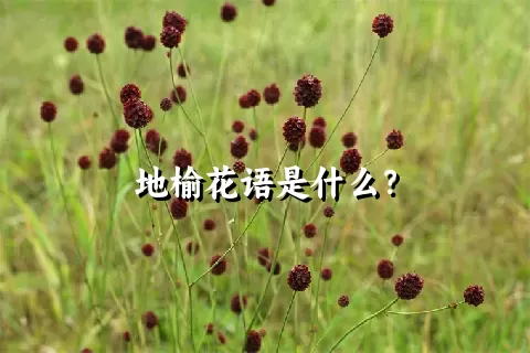 地榆花语是什么？