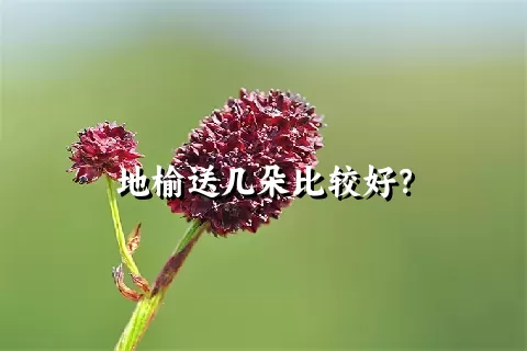 地榆送几朵比较好？